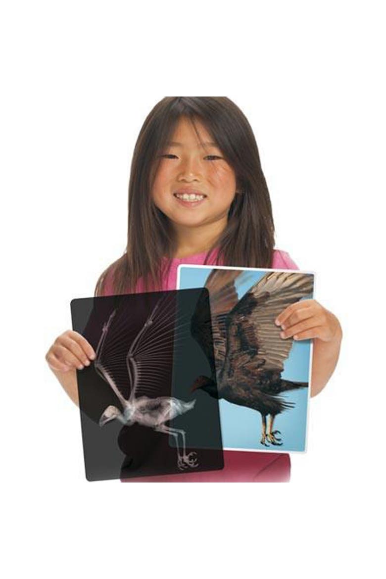 Transparent Animal X-Rays and Pictures, Alternate, color, Multicolor