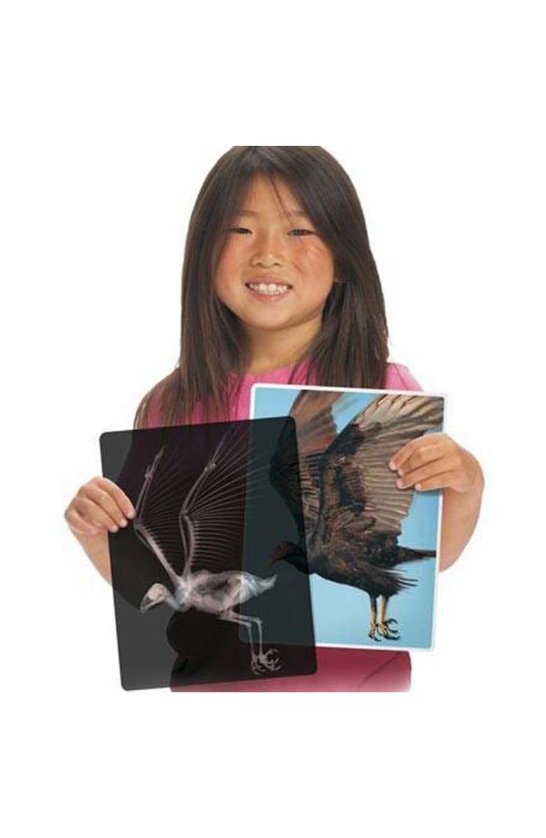 Roylco Transparent Animal X-Rays and Pictures, Alternate, color, Multicolor