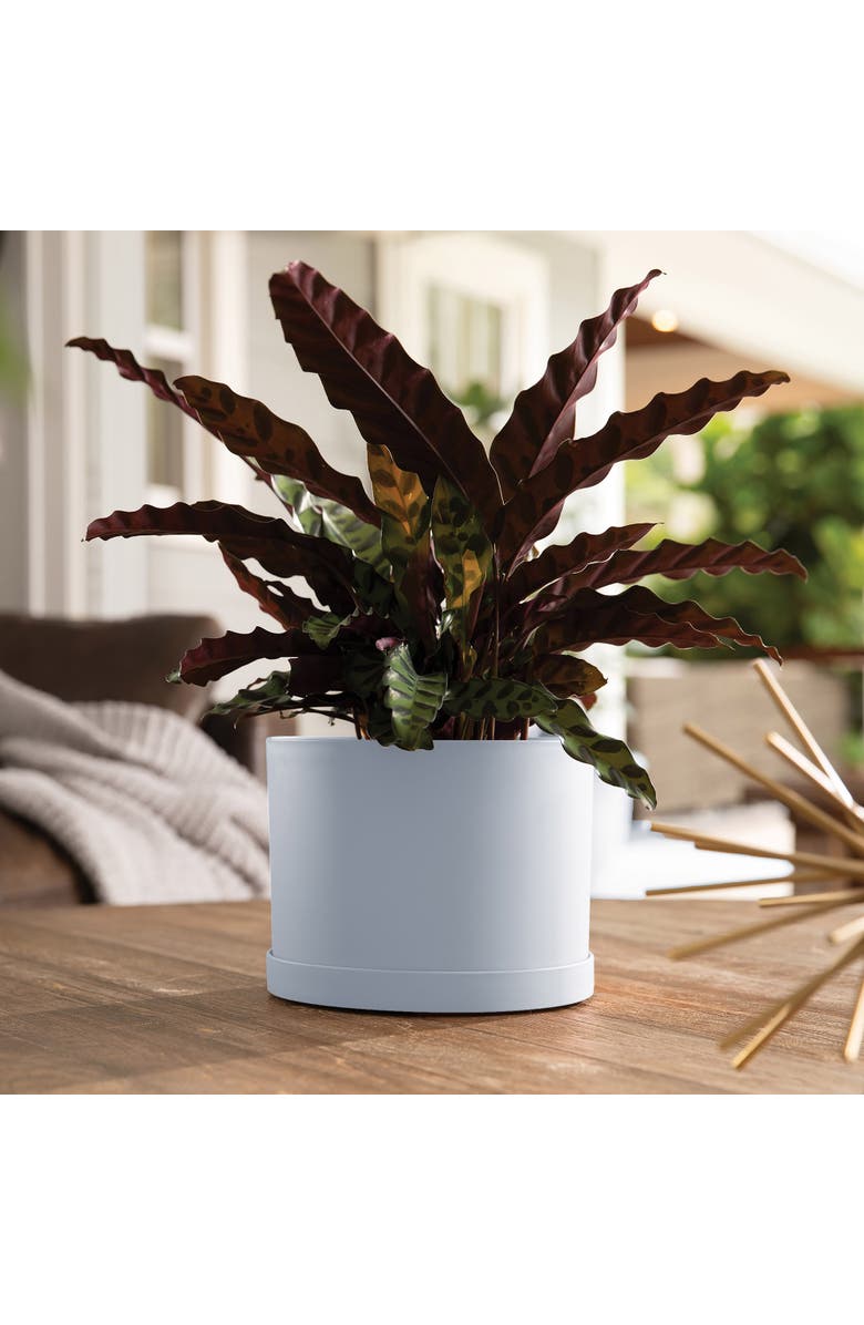 Bloem Mathers Planter with Saucer Tray  8 Inch Misty Blue, Alternate, color, Blue