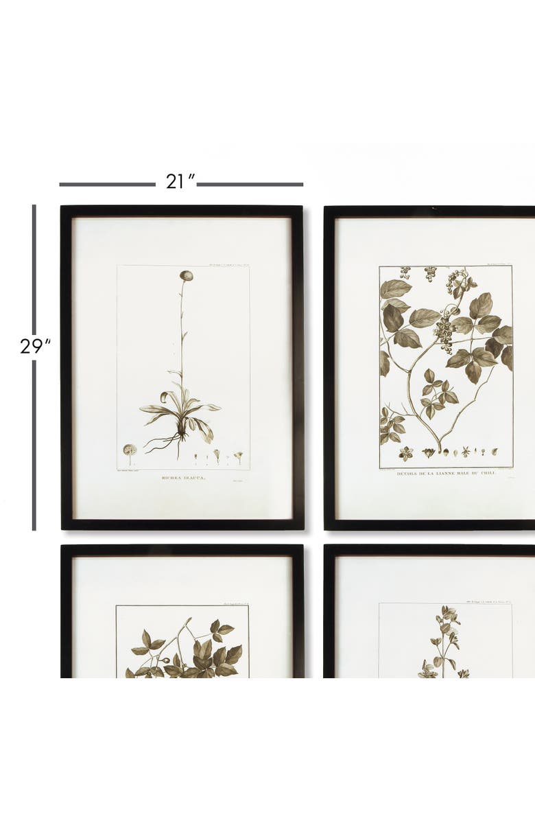 Napa Home & Garden Framed Sepia-Tone Botanical Prints Set of 4, Alternate, color, Black