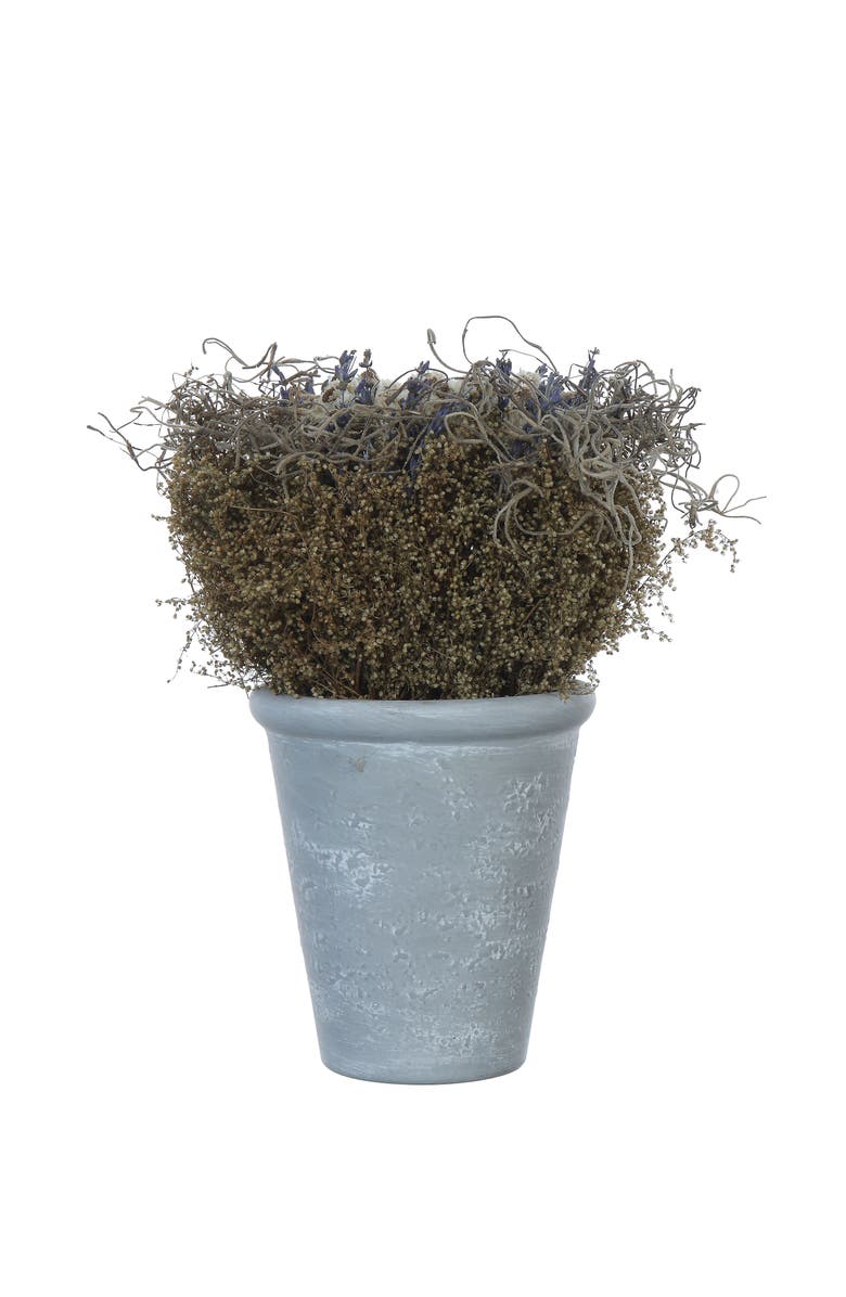 Storied Home Lavender with Cement Pot, Main, color, Grey