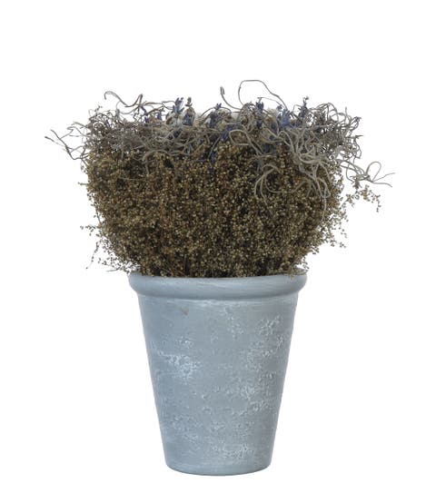 Lavender with Cement Pot