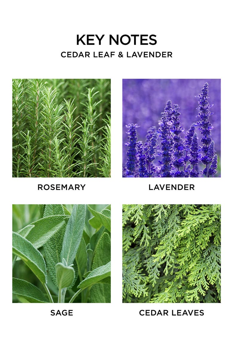 Cedar Leaf & Lavender Scented Candle, Alternate, color, NO COLOR