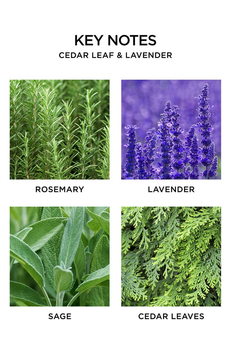 NEST New York Cedar Leaf & Lavender Scented Candle, Alternate, color,