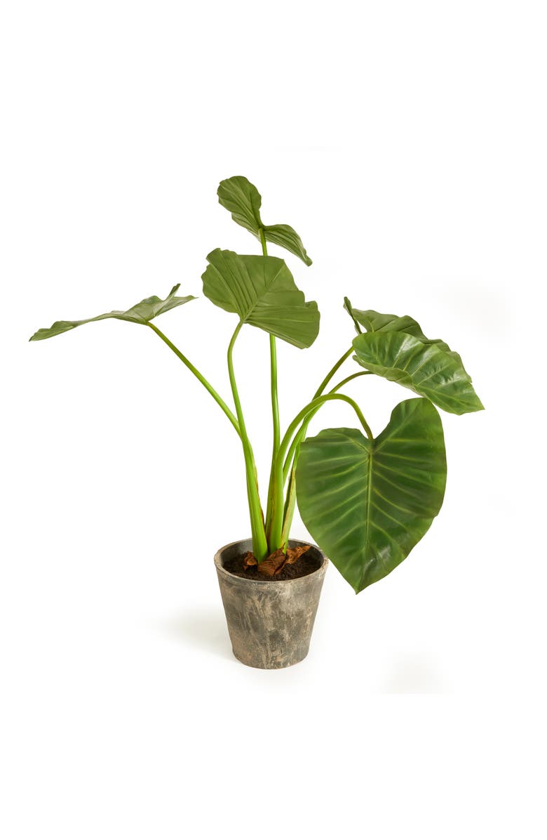 Napa Home & Garden Alocasia Potted 42", Alternate, color, Green