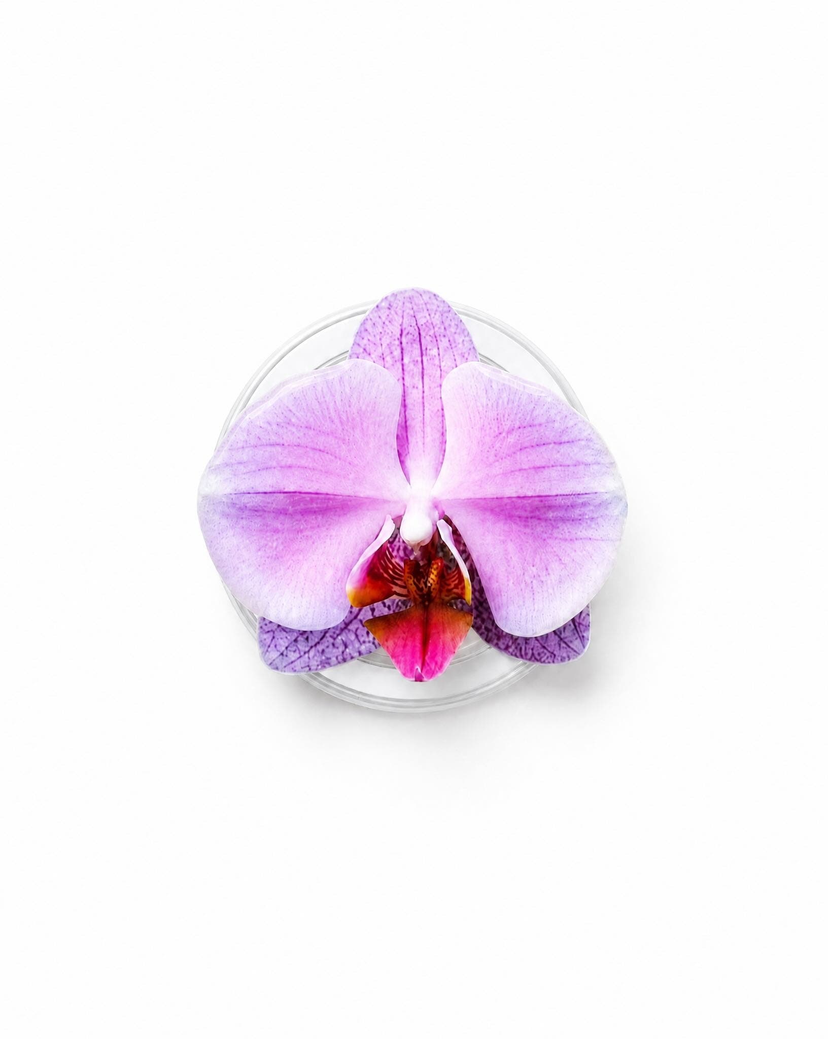 selected Lilac Orchid