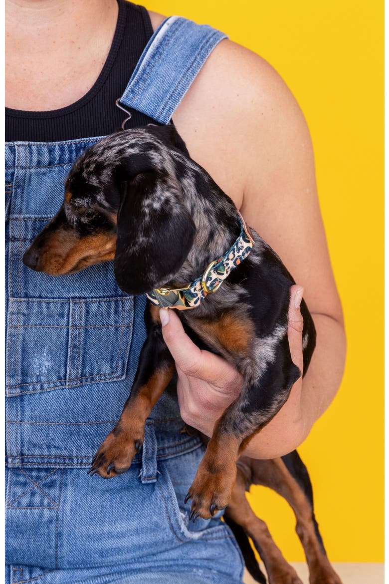 Beckett Dog Collar, Alternate, color, Beckett