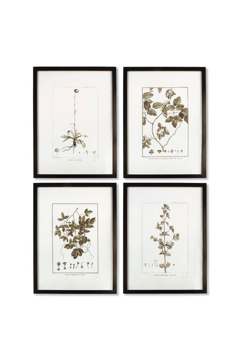 Framed Sepia-Tone Botanical Prints Set of 4, Main, color, Black