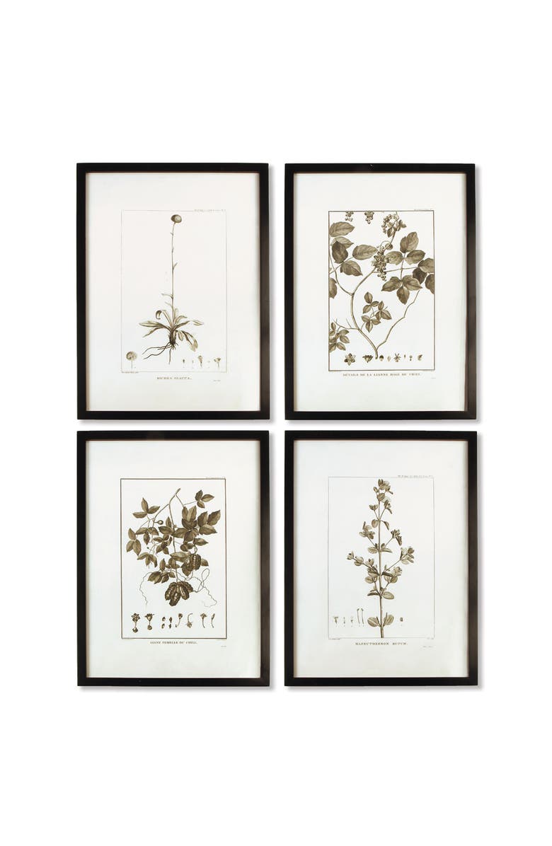 Napa Home & Garden Framed Sepia-Tone Botanical Prints Set of 4, Main, color, Black