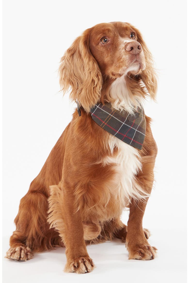 Tartan Dog Bandana, Alternate, color, CLASSIC TARTAN