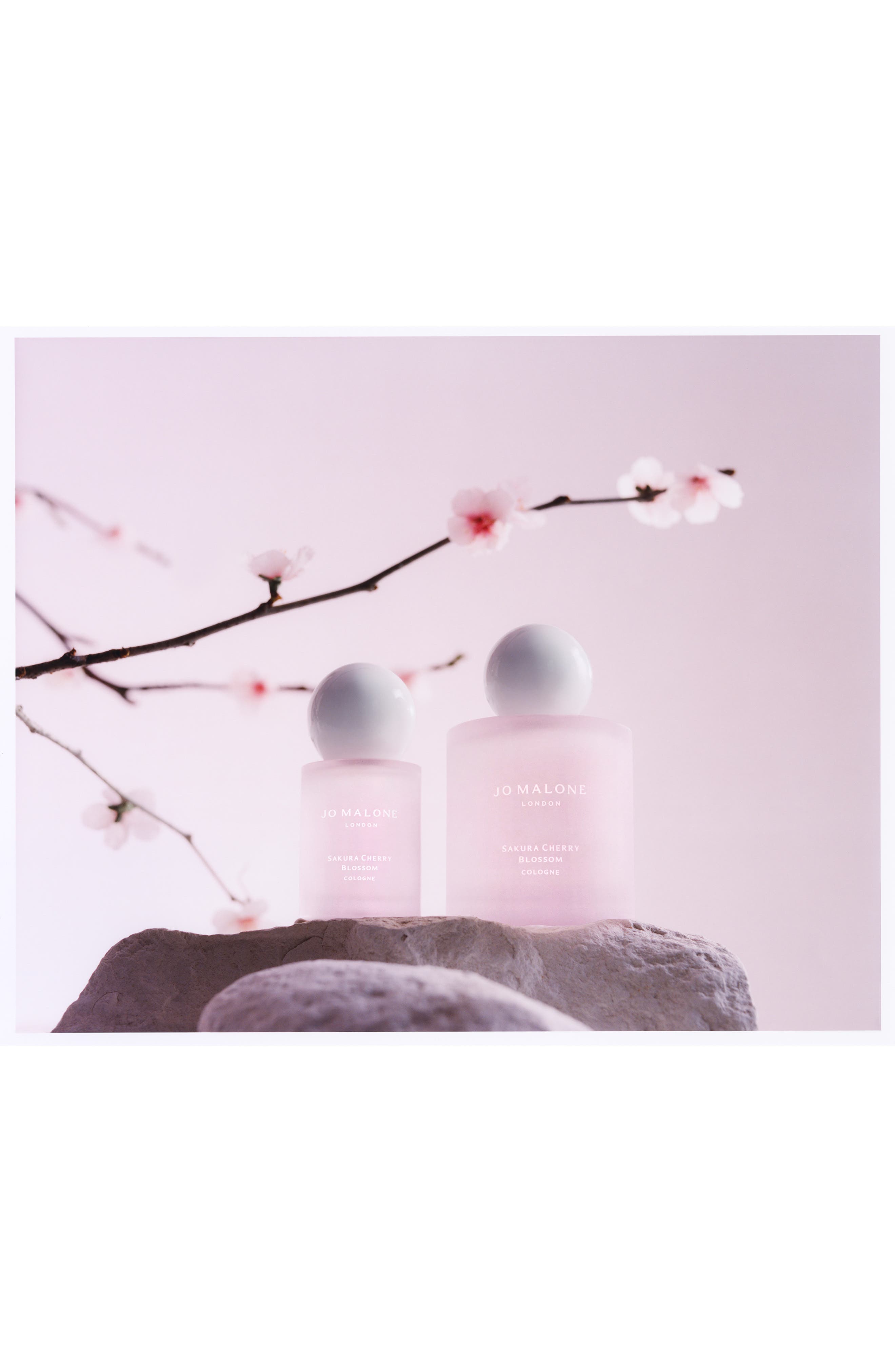新品⭐︎ JO MALONE SAKURA CHERRY BLOSSOM Sakura Cherry Blossom Cologne (Limited Edition) | Nordstrom