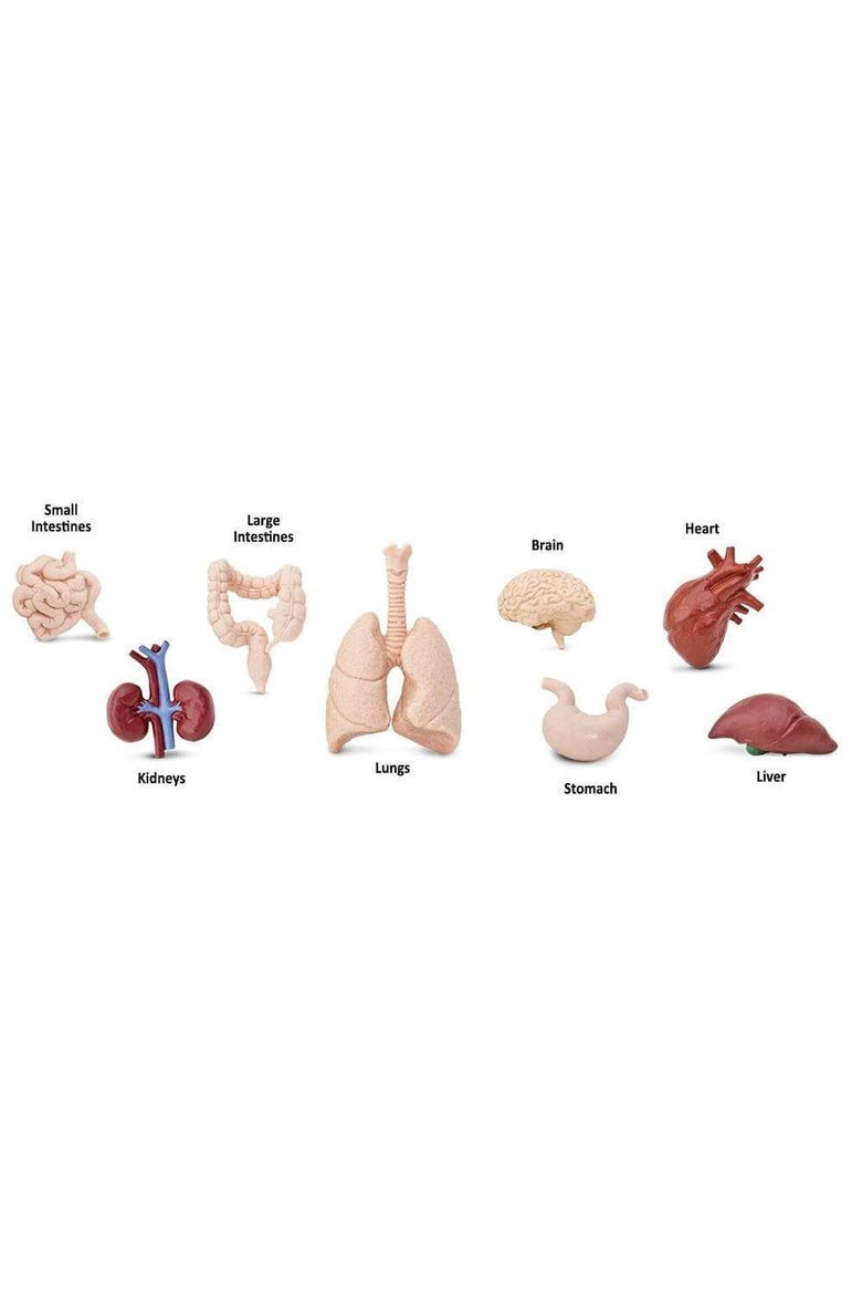 Human Organs Toy, Alternate, color, No Color