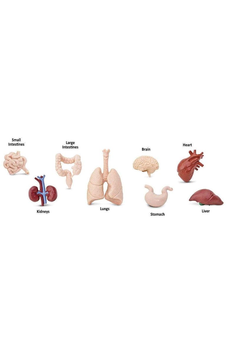 Safari Ltd. Human Organs Toy, Alternate, color, NO COLOR