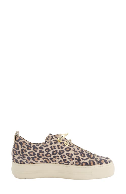 Paul Green Zena Leopard Print Platform Sneaker In Leopardino Desert