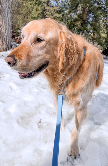 Cloud Lite Waterproof Dog Harness