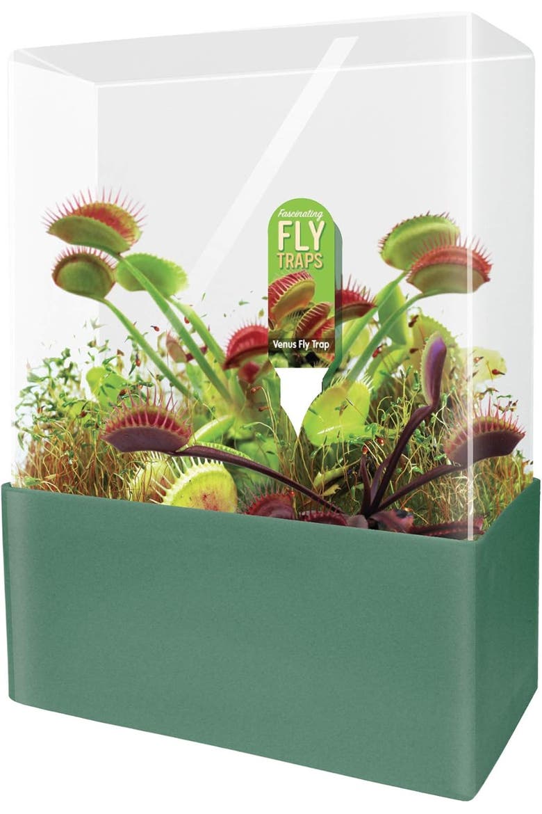 Grow Your Own Venus Fly Trap, Complete Adults Square Terrarium Starter Kit, Main, color, None