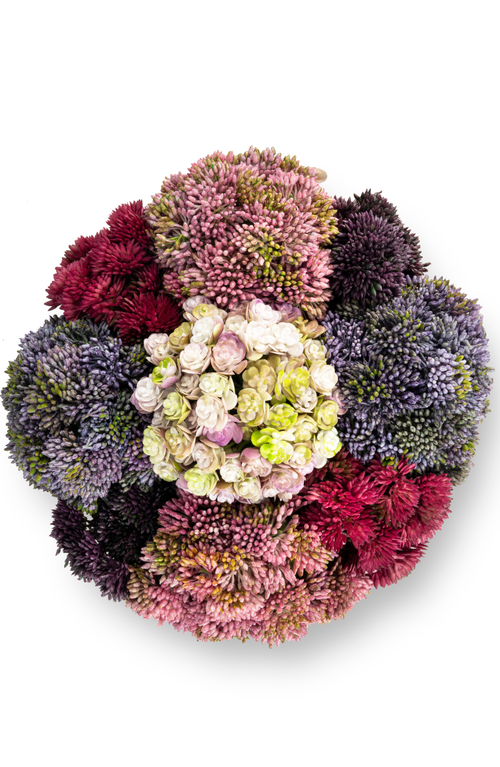 Cocobella Solene Gold Sedum Arrangement