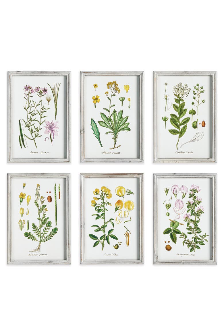 Perennial Botanical Study, Set Of 6, Main, color, Green