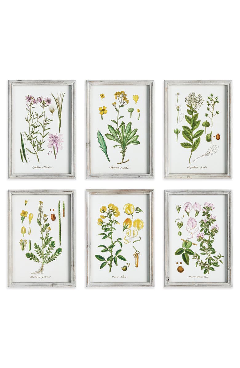 Napa Home & Garden Perennial Botanical Study, Set Of 6, Main, color, Green
