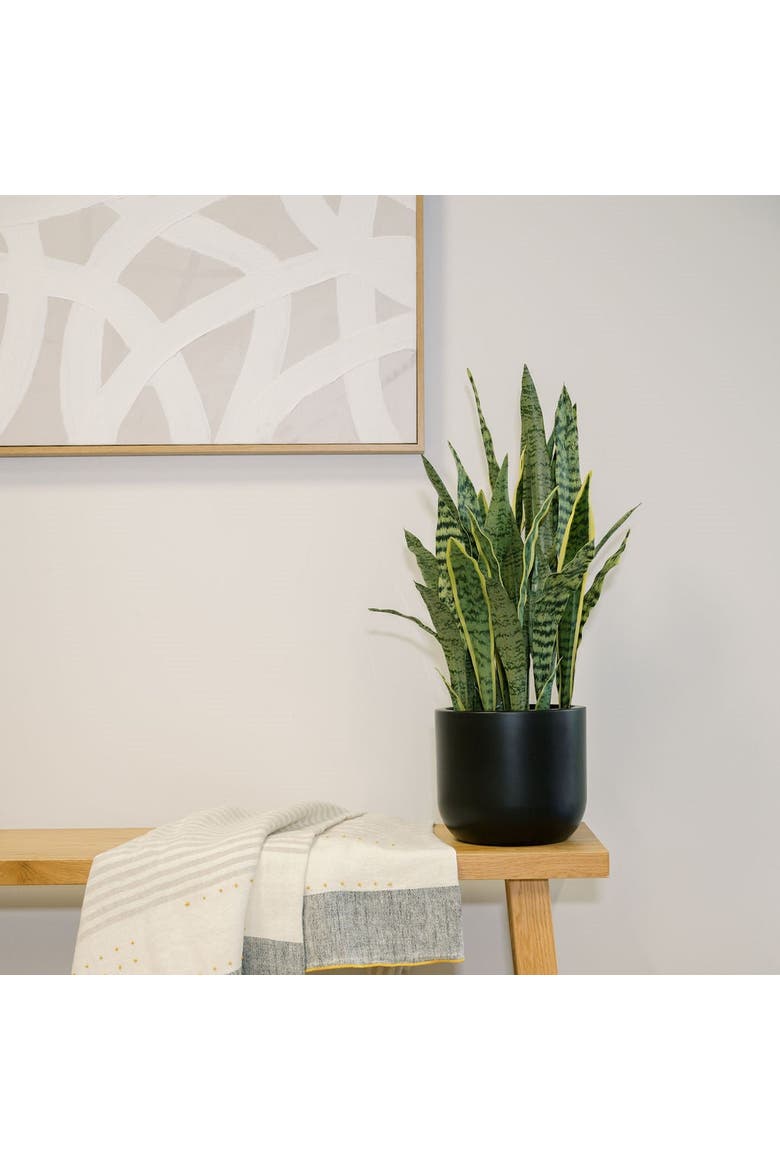 30" Snake Plant, Alternate, color, Green