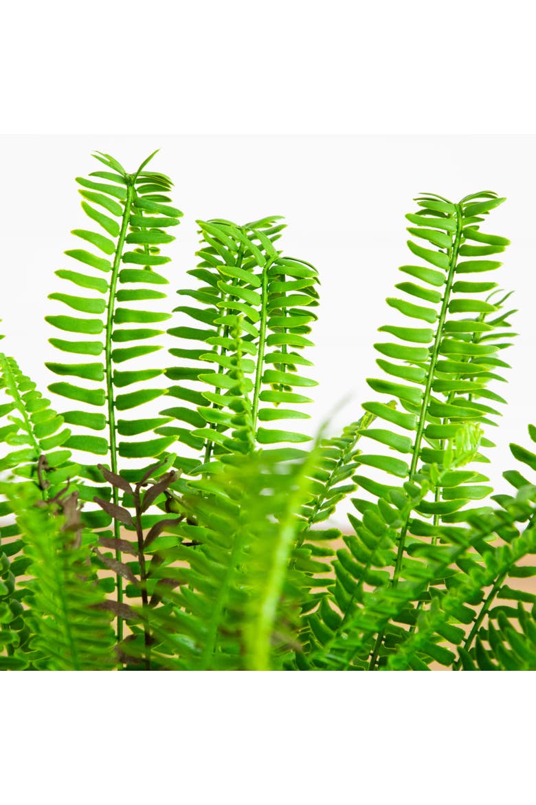 27-in UV Resistant Artificial Real Touch Boston Fern Plant, Alternate, color, Green