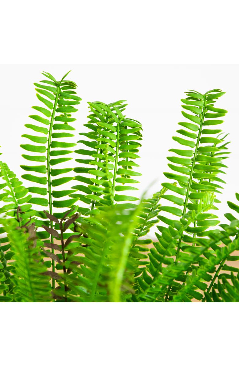 NEARLY NATURAL 27-in UV Resistant Artificial Real Touch Boston Fern Plant, Alternate, color, Green