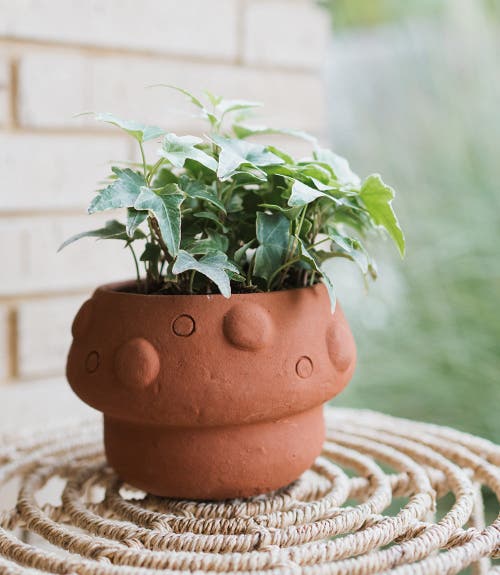 Matr Boomie Rakshana Mushroom Plant Pot In Multi