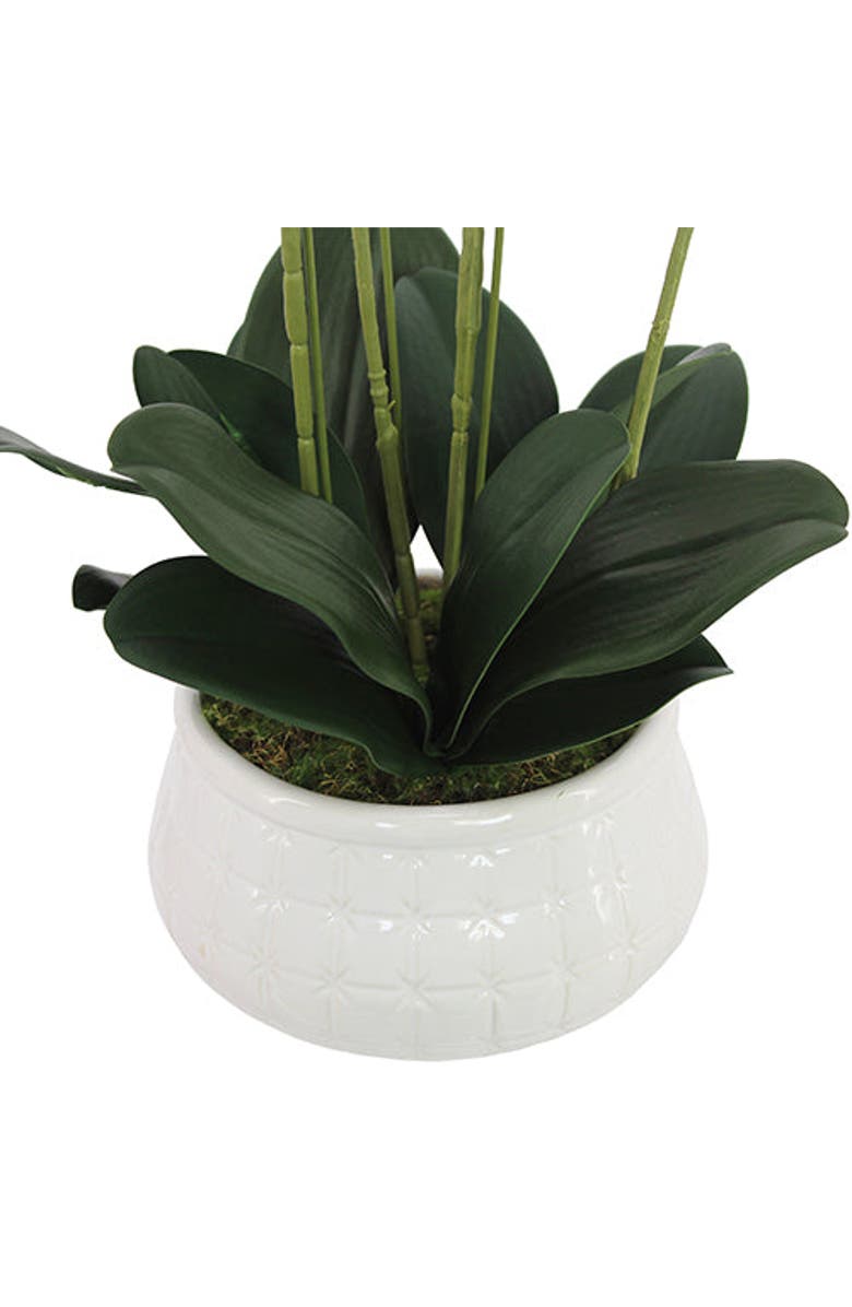 CG Hunter 23" Phale Orchid, Alternate, color, Purple