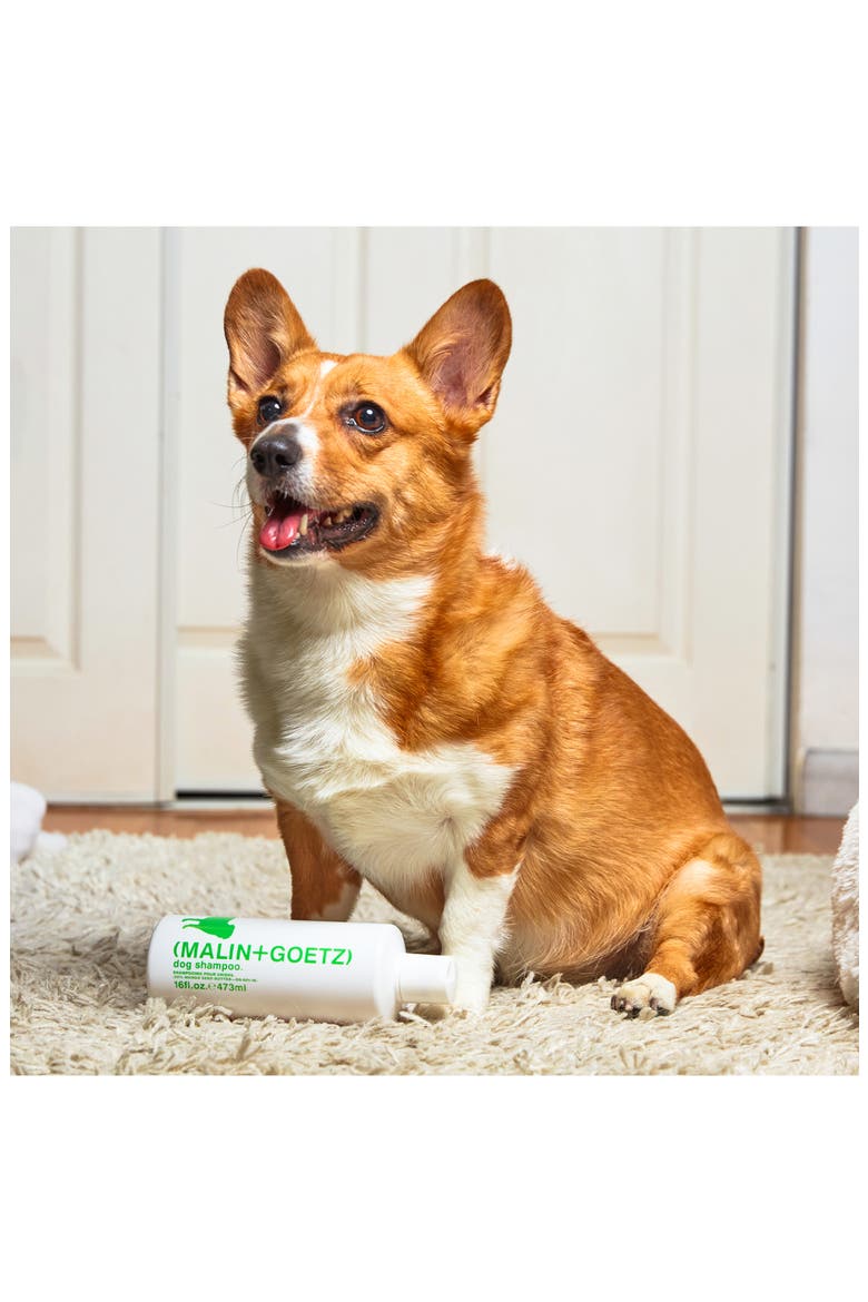 Dog Shampoo, Alternate, color, NO COLOR