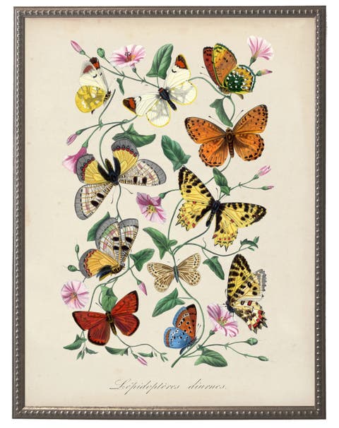Vintage Butterflies And Flower Print On A Distressed Background In Frame