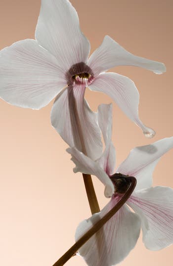 Apricot Privée Eau de Parfum
