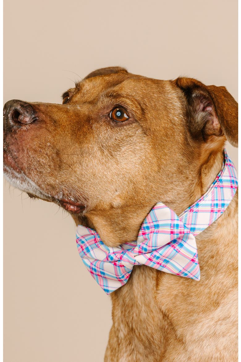 Whitley Bow Tie, Alternate, color, Whitley