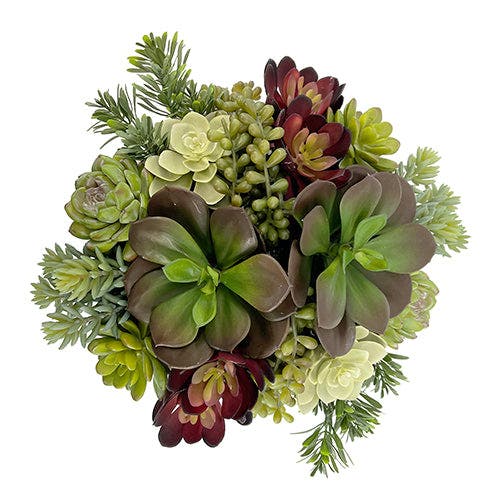 Cg Hunter 12" Succulent Arrangement In White