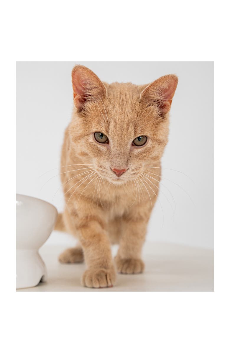 Dexypaws Elevated Ceramic Bowl For Cats 7oz Capacity, Alternate, color, White