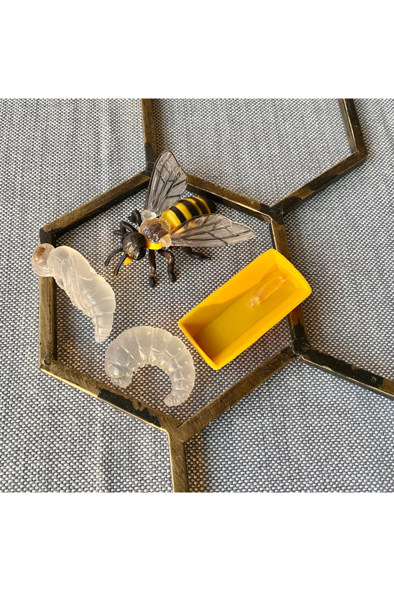 Life Cycle Of A Honey Bee, Alternate, color, No Color