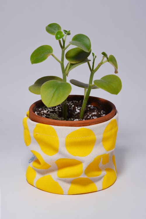 Dance Happy Large Circles Round Bin/canvas Planter In Sunshine Yellow
