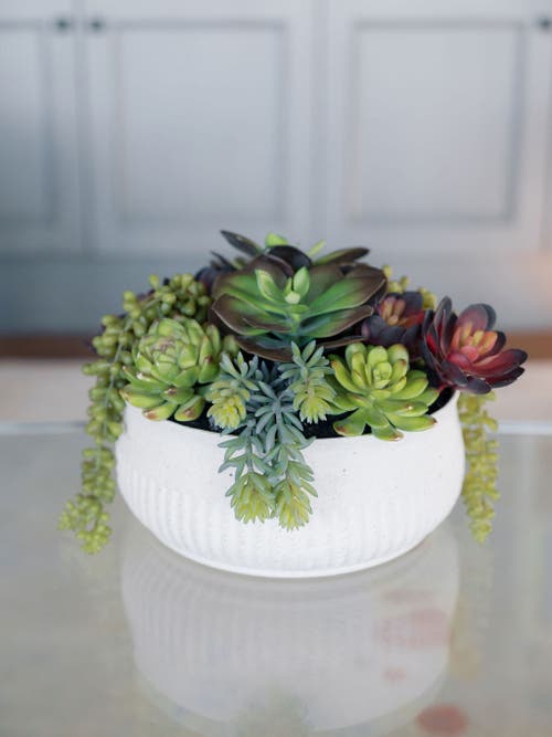 Cg Hunter 12" Succulent Arrangement In White
