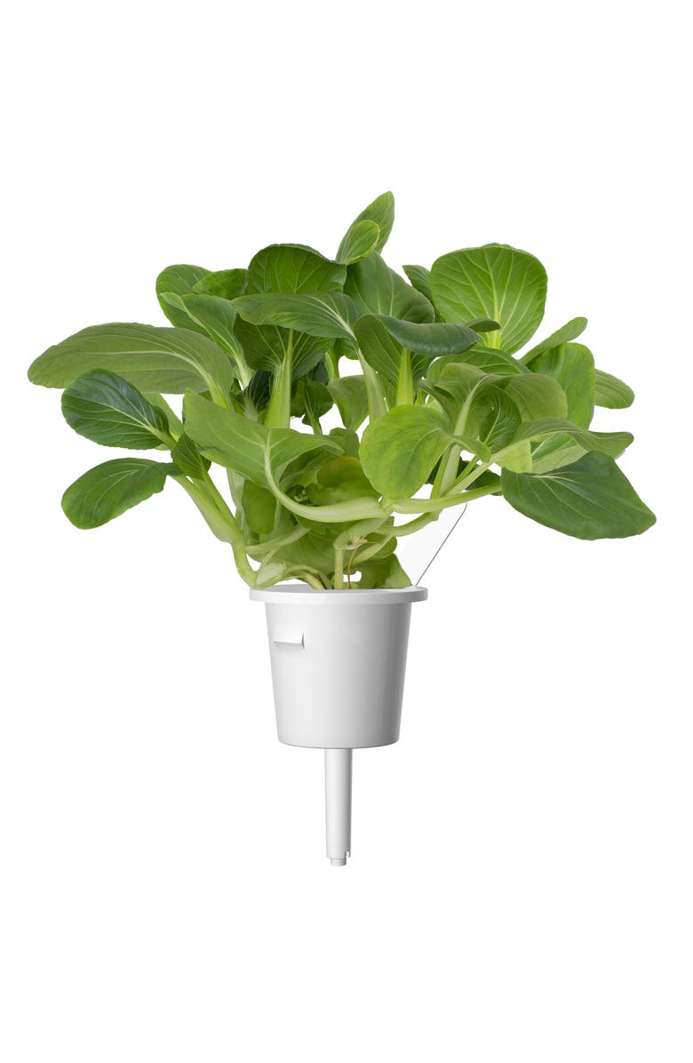 Click
Grow Smart Garden 30-Pack Lettuce Plant Pods, Alternate, color, Pak Choi