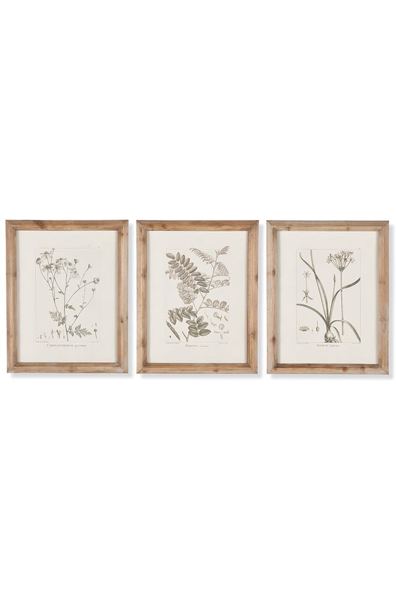 Botanical Illustrations Set of 9, Alternate, color, Gray