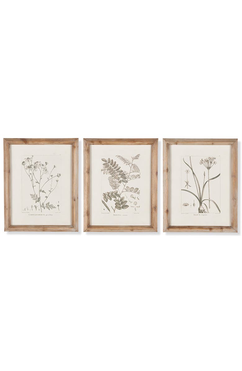 Napa Home & Garden Botanical Illustrations Set of 9, Alternate, color, Grey