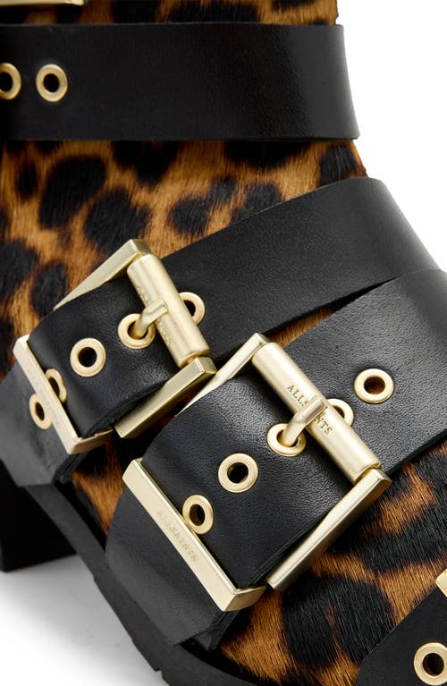 Allsaints Jane Buckle Bootie In Leopard Brown/black Calf Hair