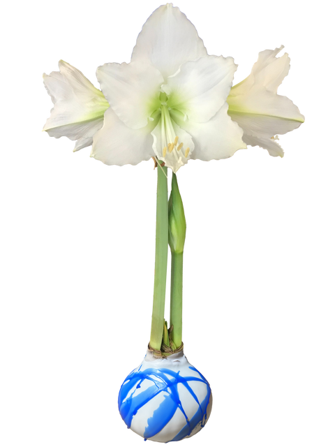 White Flower Base 36+