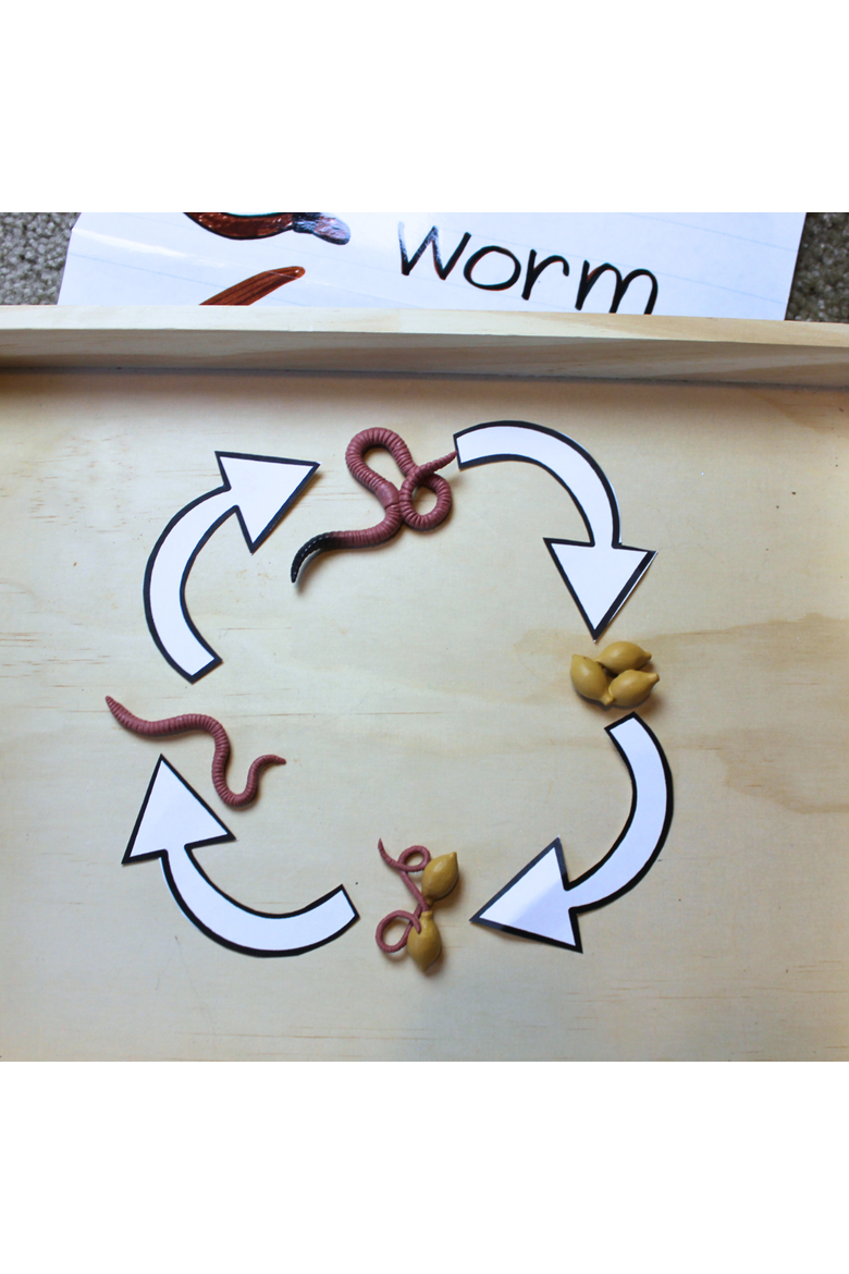 Life Cycle Of A Worm, Alternate, color, No Color