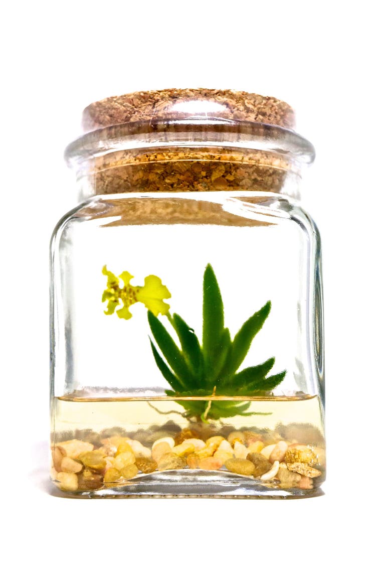 Orchid Terrarium, Main, color, Yellow