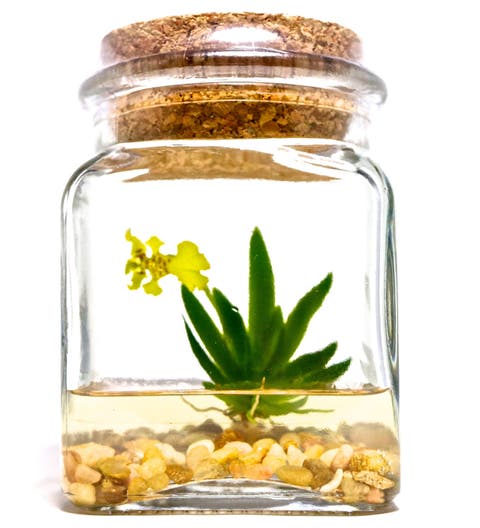 Orchid Terrarium
