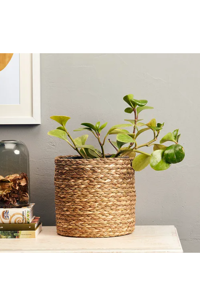 Kadam Haat Babui Eco-Pot, Alternate, color, 