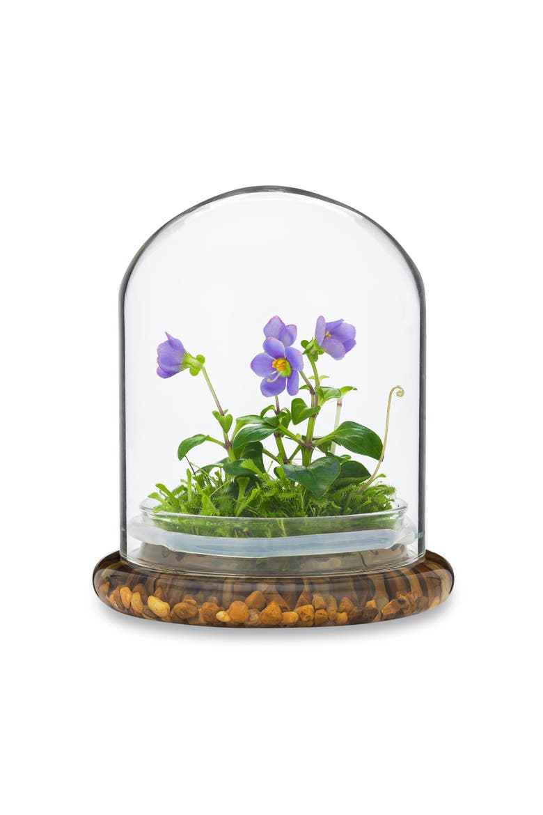Persian Violet Exacum Affine with Sundew Moss, Alternate, color, Purple