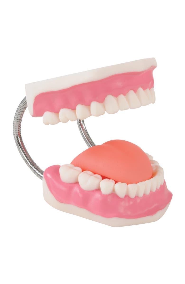 Kaplan Early Learning Company Healthy Smiles Dental Model, Alternate, color, Multicolored