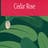  Cedar Rose