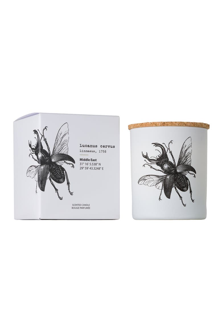 Vila Insect Candle In Jar 6.7 Ounce, Main, color, Lucanus Cervus